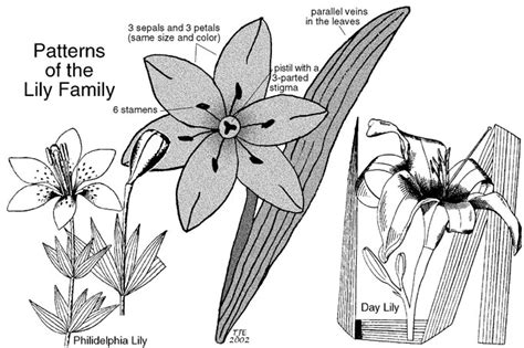 lily family plants crossword|plant of lily family.